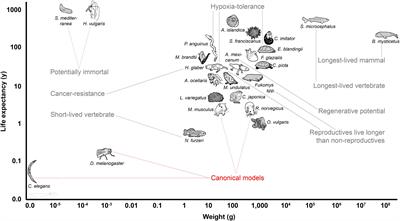 Alternative Animal Models of Aging Research